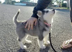 Sibiřský husky štenata **