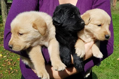 Prodám křížence hovawarta a labradora