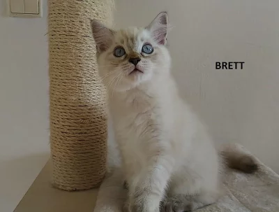 Koťátka ragdoll s PP k odběru....