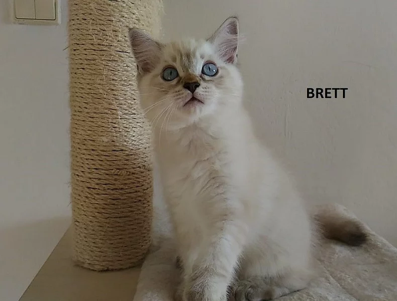 Koťátka ragdoll s PP k odběru....