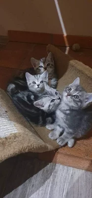 whiskas koťata