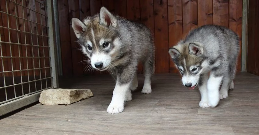 Sibiřský husky štenata Na prodej