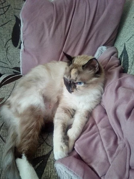 Ragdoll