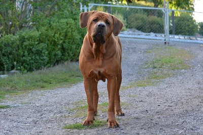 Tosa Inu štěňata s PP