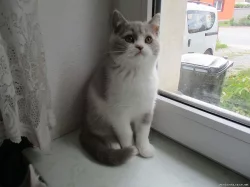 Britská koťátka s PP