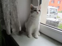 Britská koťátka s PP