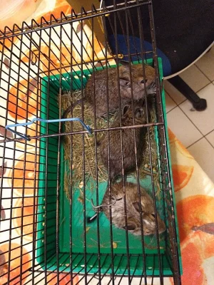Osmák degu
