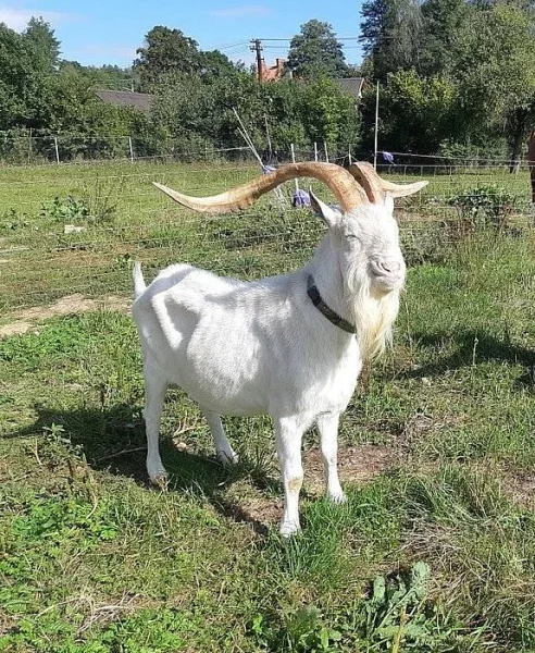Plemenný kozel na připuštění
