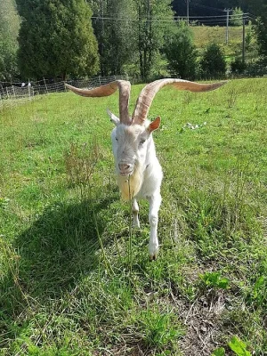 Plemenný kozel na připuštění