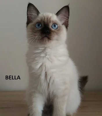 Koťátka ragdoll s PP k odběru,,