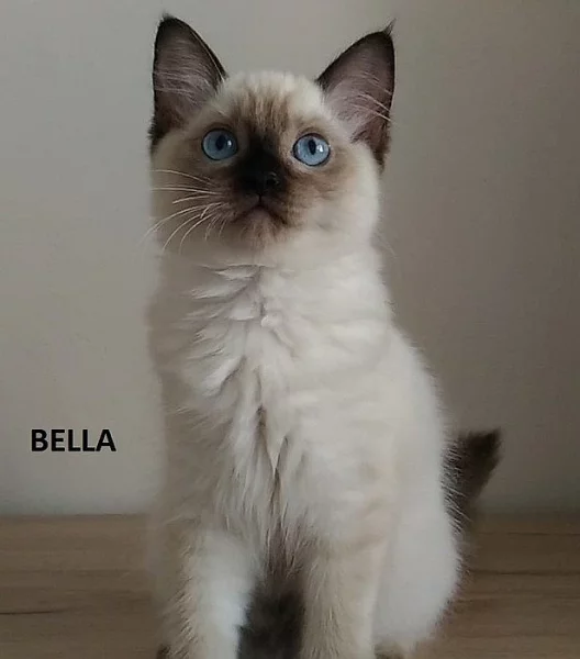 Koťátka ragdoll s PP k odběru,,