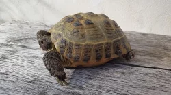 Želva stepní samice stáří 5,5 roku