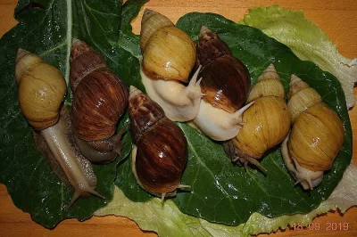 Achatina-Fulica