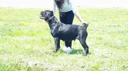 Cane Corso FEMALE
