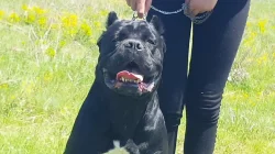 Cane Corso FEMALE