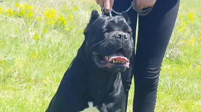 Cane Corso FEMALE