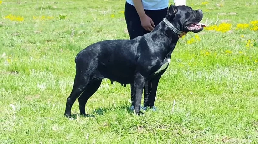 Cane Corso FEMALE