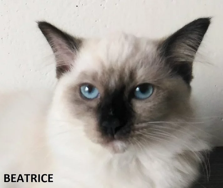 Koťátka ragdoll s PP