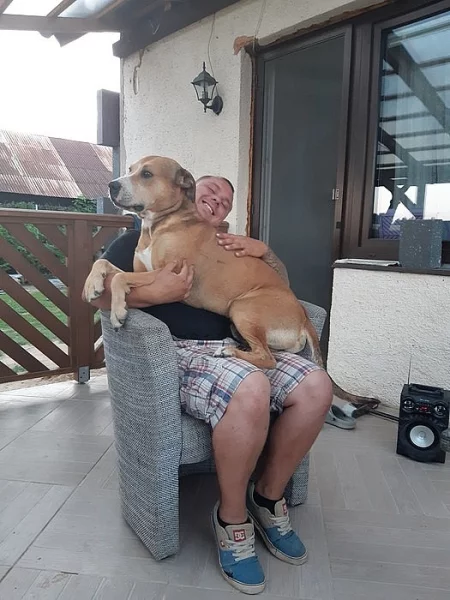 Americký Pitbullteriér s PP