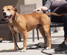 Americký Pitbullteriér s PP