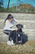 Cane Corso MALE