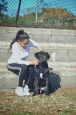 Cane Corso MALE