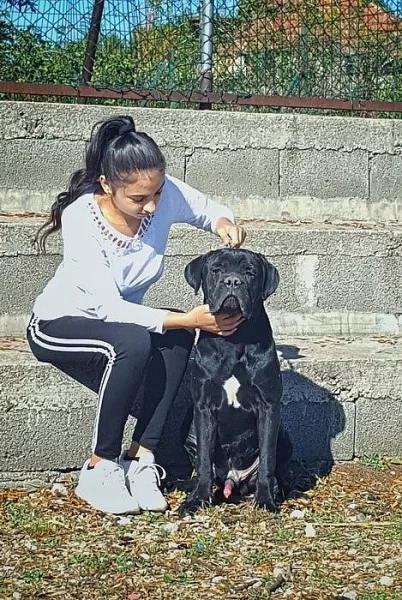 Cane Corso MALE