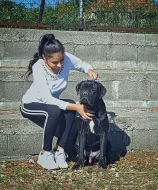 Cane Corso MALE