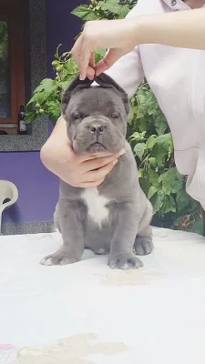 Cane Corso MALE