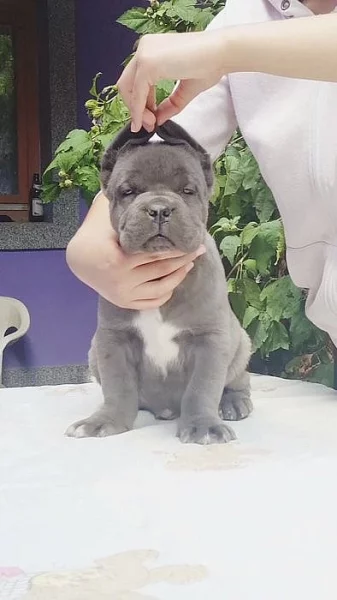 Cane Corso MALE