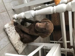 chesapeake bay retriever