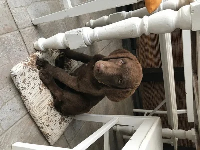 chesapeake bay retriever