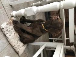 chesapeake bay retriever
