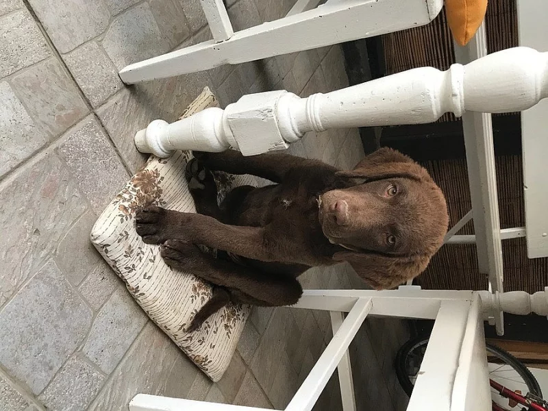 chesapeake bay retriever