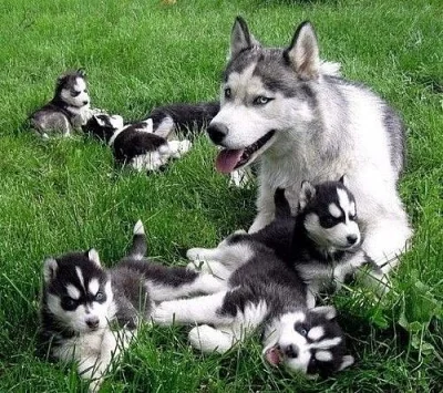 Sibirský husky štene