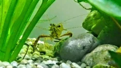 Krevetka čokoládová / Macrobrachium dayanum / Krevetky