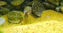 Krevetka čokoládová / Macrobrachium dayanum / Krevetky