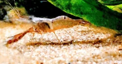 Krevetka čokoládová / Macrobrachium dayanum / Krevetky