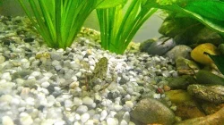 Krevetka čokoládová / Macrobrachium dayanum / Krevetky