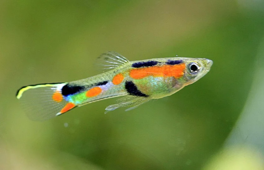 Akvarijní rybičky - Živorodka Wingeova (Endler)