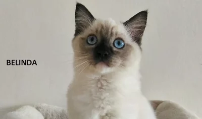 Koťátka ragdoll s PP.