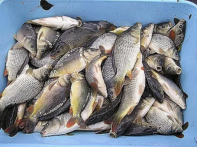Prodám 6q kapra (šupinatá K2), průměr 0,25 kg