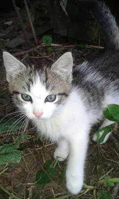 Daruji koťátka