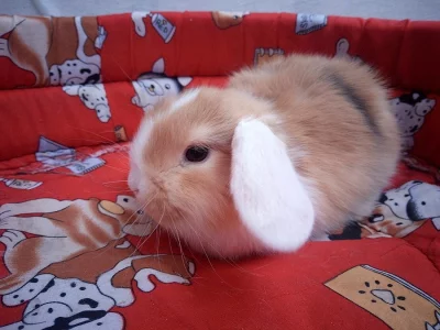 BERÁNCI zakrslý králíčci 1x kluk a 1x holka