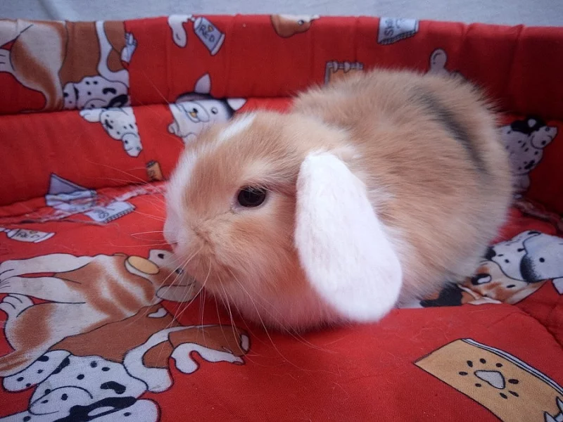 BERÁNCI zakrslý králíčci 1x kluk a 1x holka