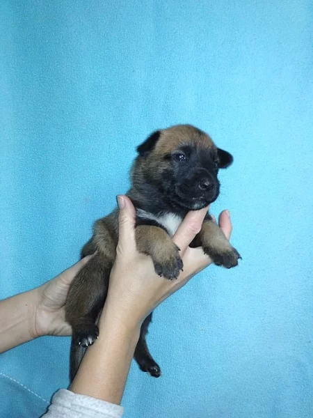 Belgický ovčák malinois- štěňata s PP