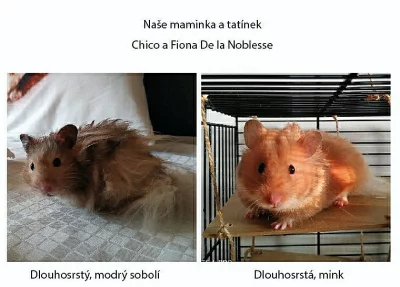 Mláďátka křečka syrského