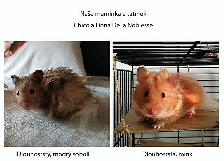 Mláďátka křečka syrského