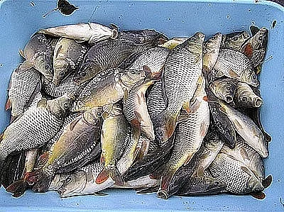 Prodáme 600 kg násadového kapra (průměr 20 dkg/ks)