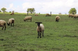 ovečky suffolk